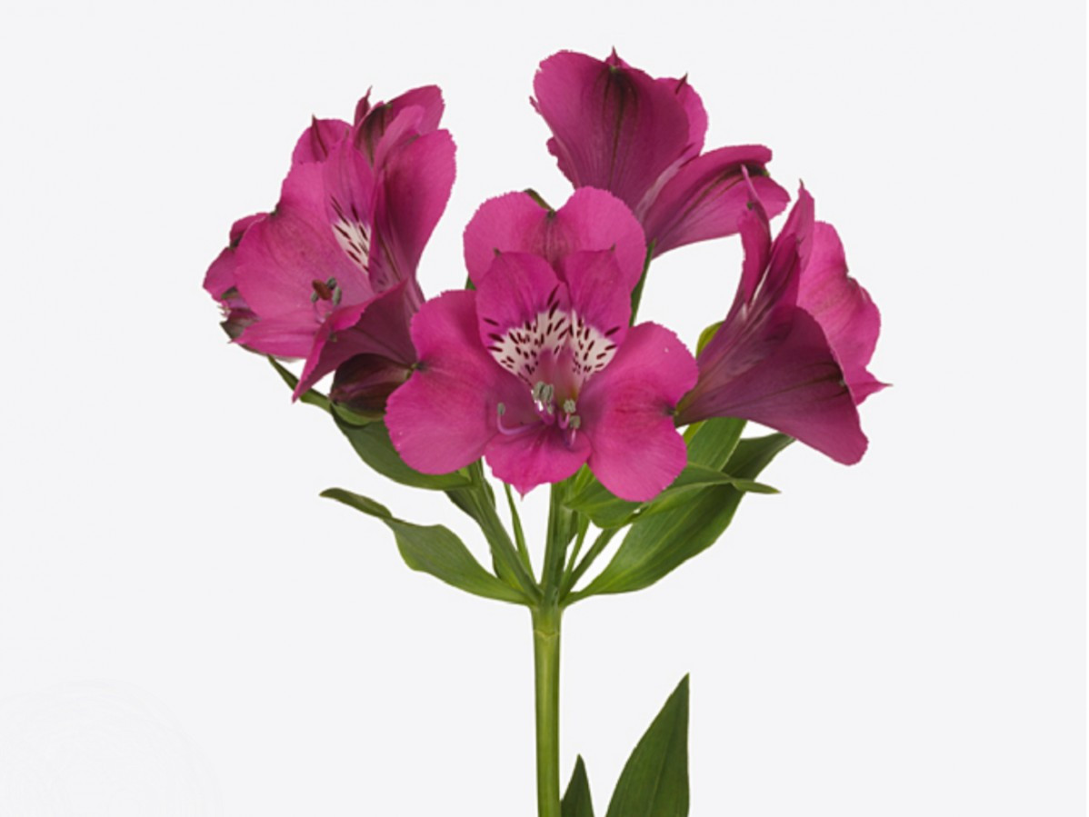 Alstroemeria Casanova