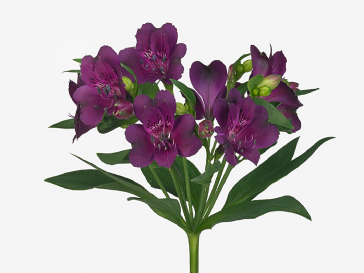 Alstroemeria Cleo
