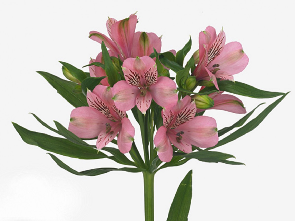 Alstroemeria Elegance