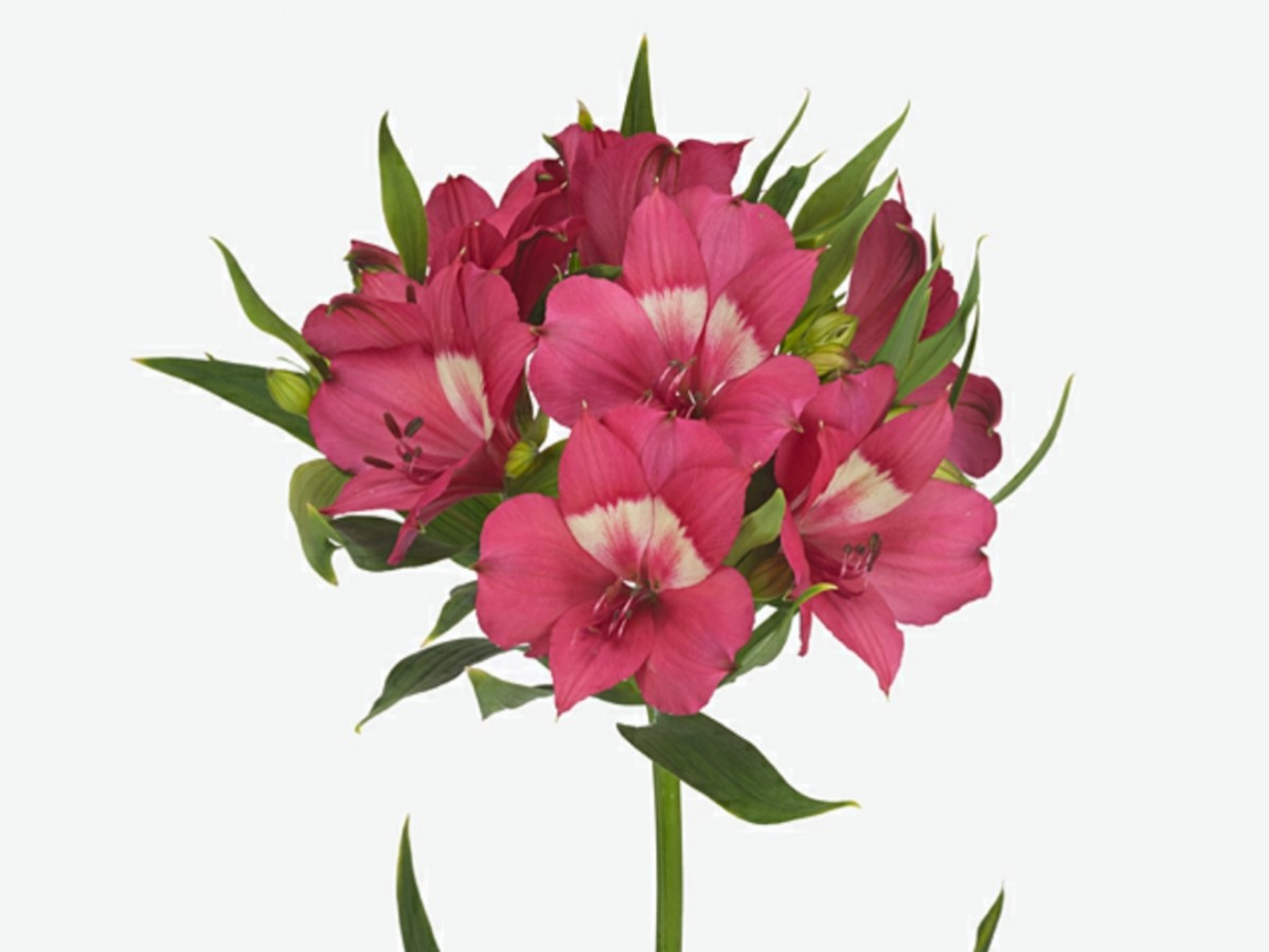 Alstroemeria Intenz Dark Pink