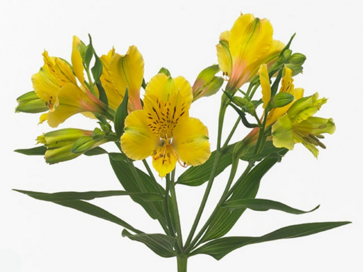 Alstroemeria Lemon