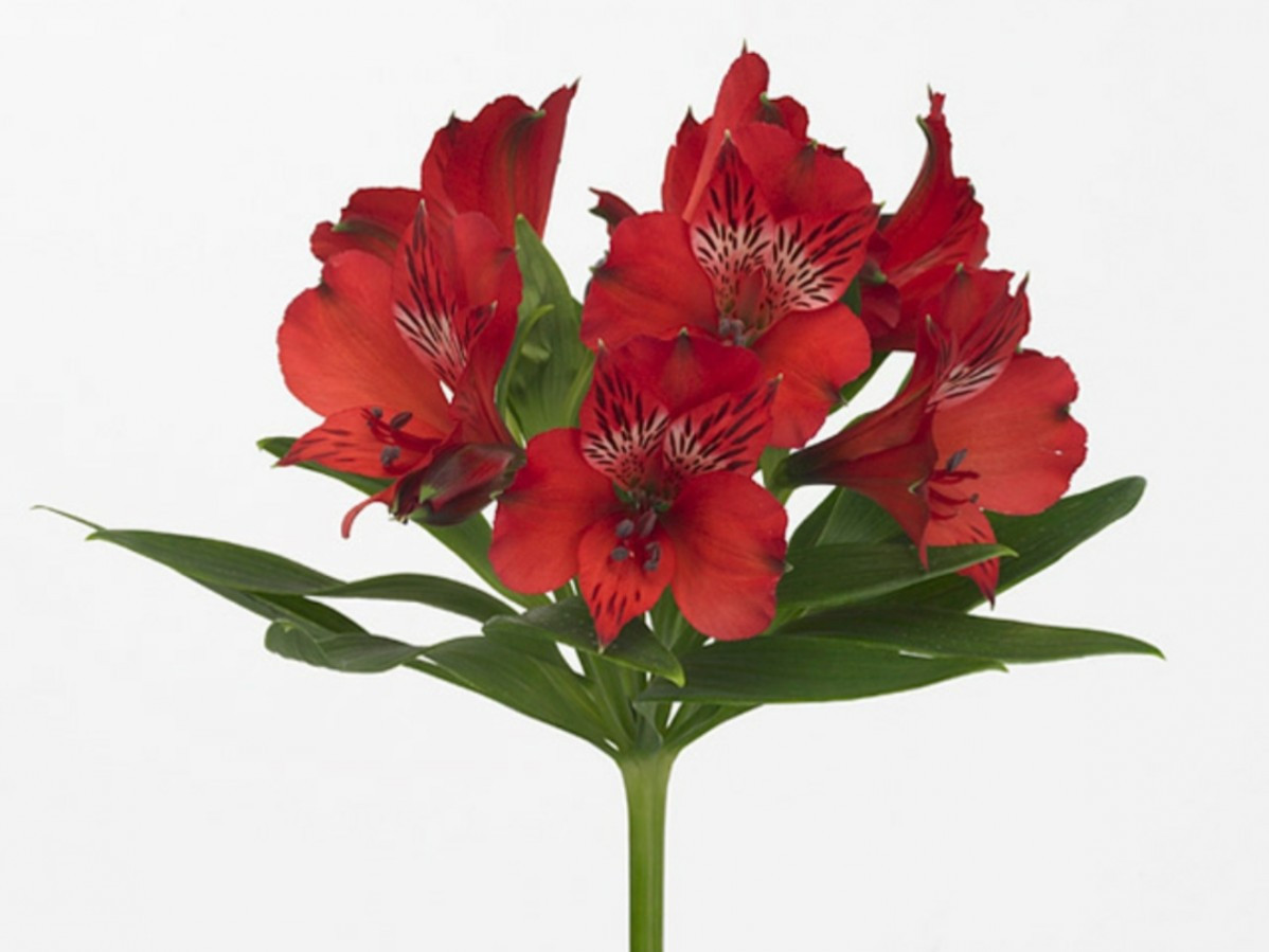 Alstroemeria Nadya