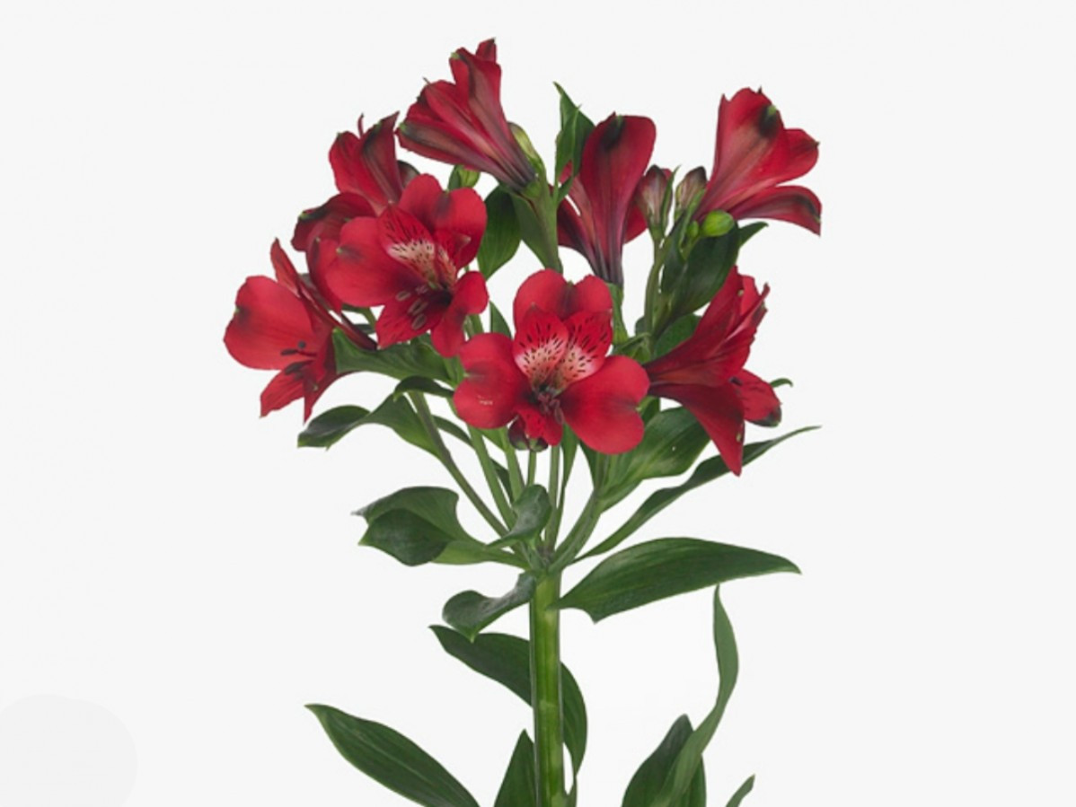 Alstroemeria Noize