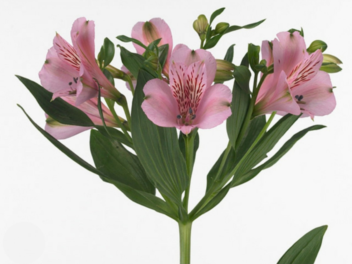 Alstroemeria Pink Floyd