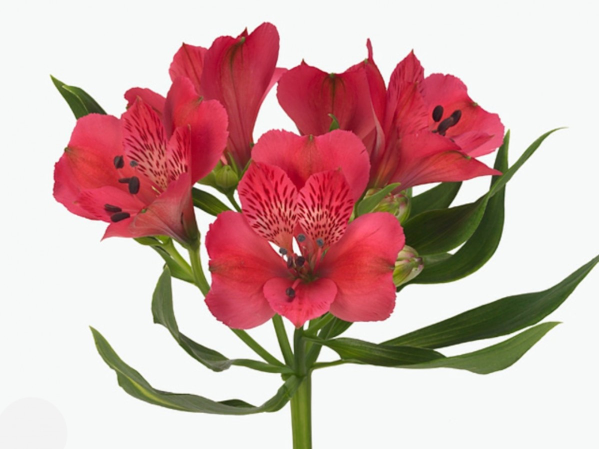 Alstroemeria Rome