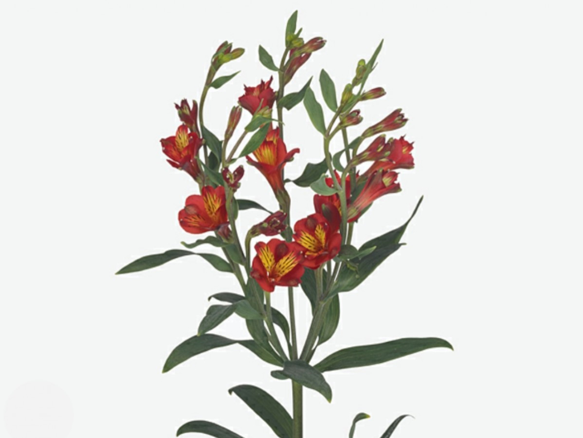 Alstroemeria Spray Sangria