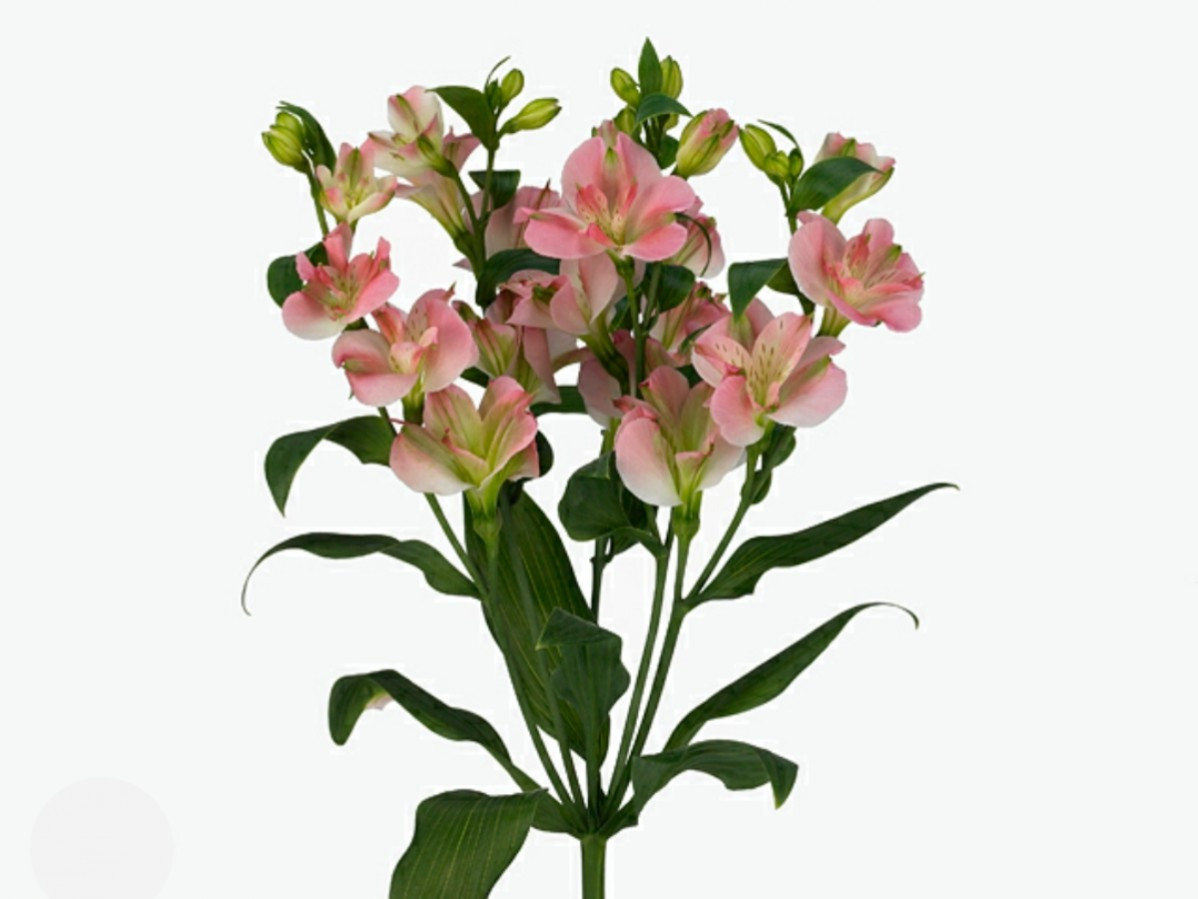 Alstroemeria Spray Charmelia Pink