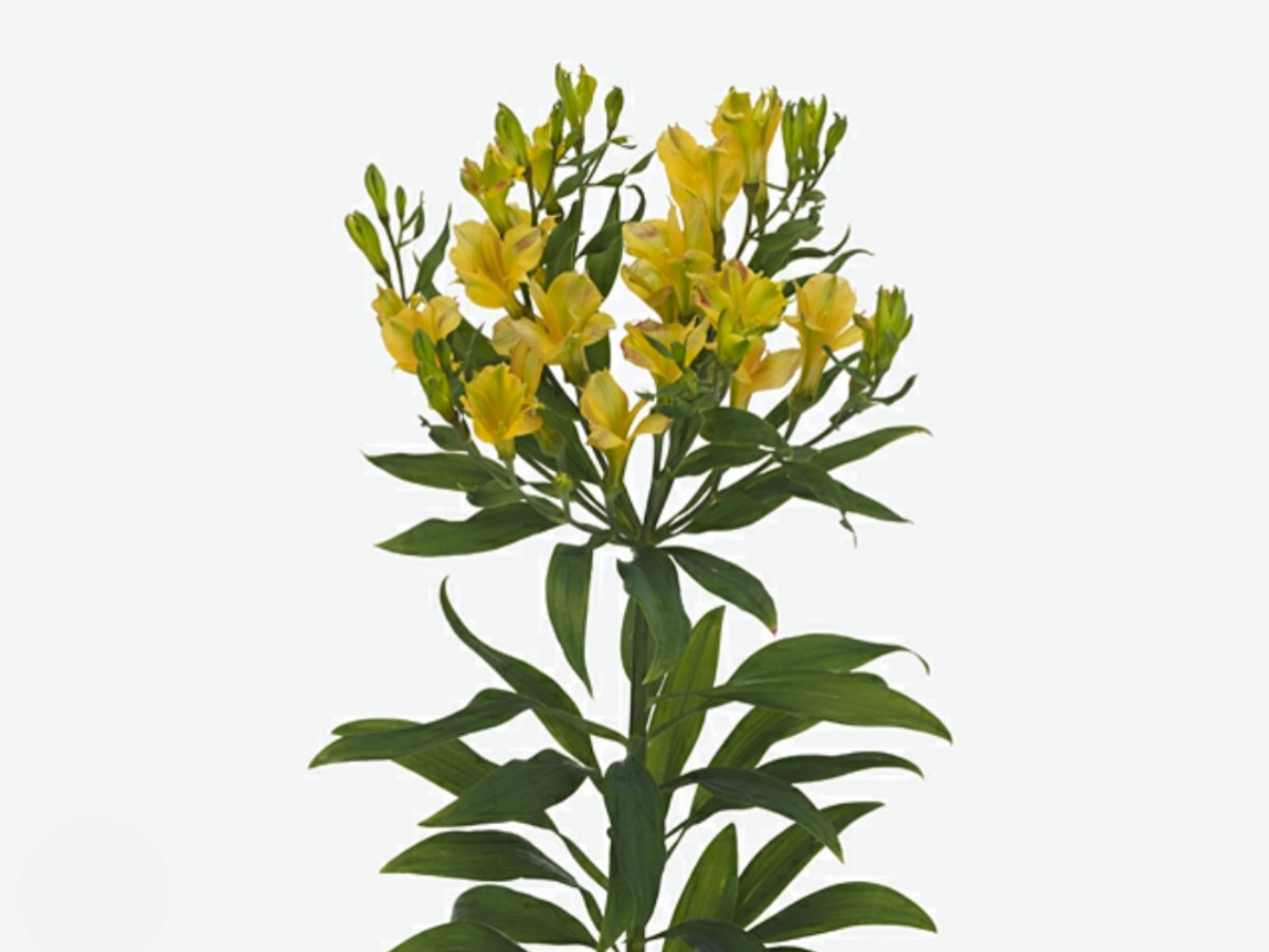 Alstroemeria Spray Charmelia Yellow