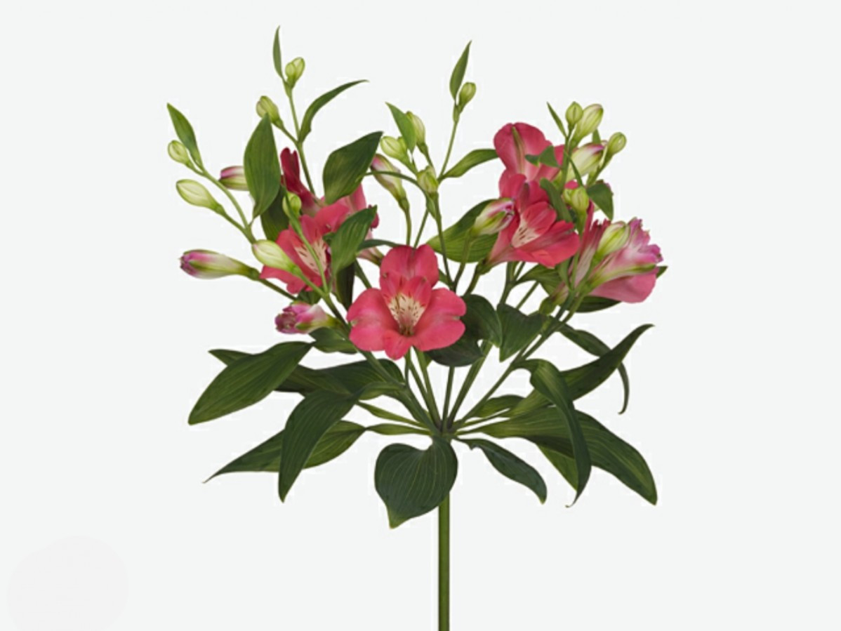 Alstroemeria Spray Noa Cerise