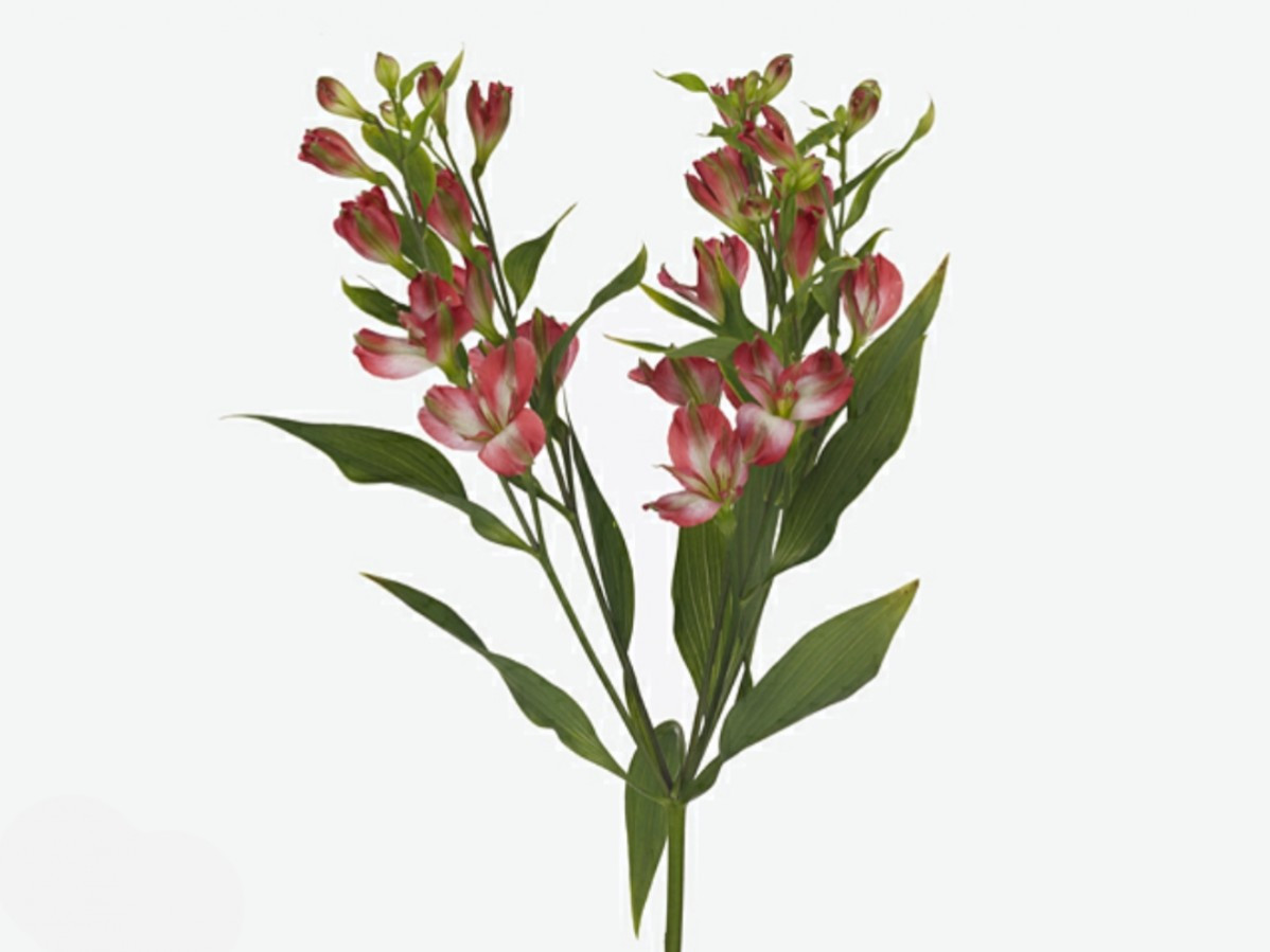 Alstroemeria Spray Tinto