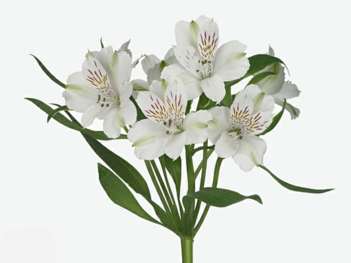 Alstroemeria Virginia