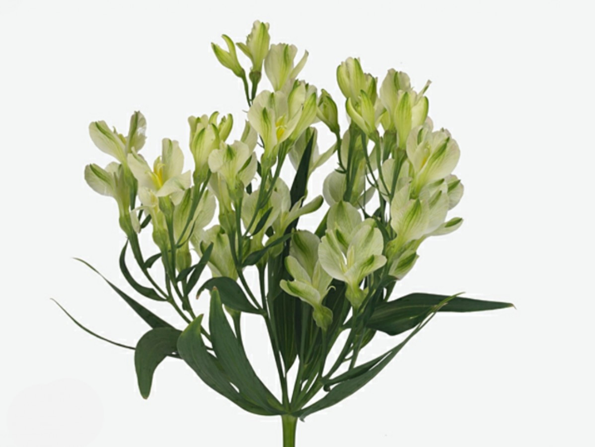 Alstroemeria White Pearls