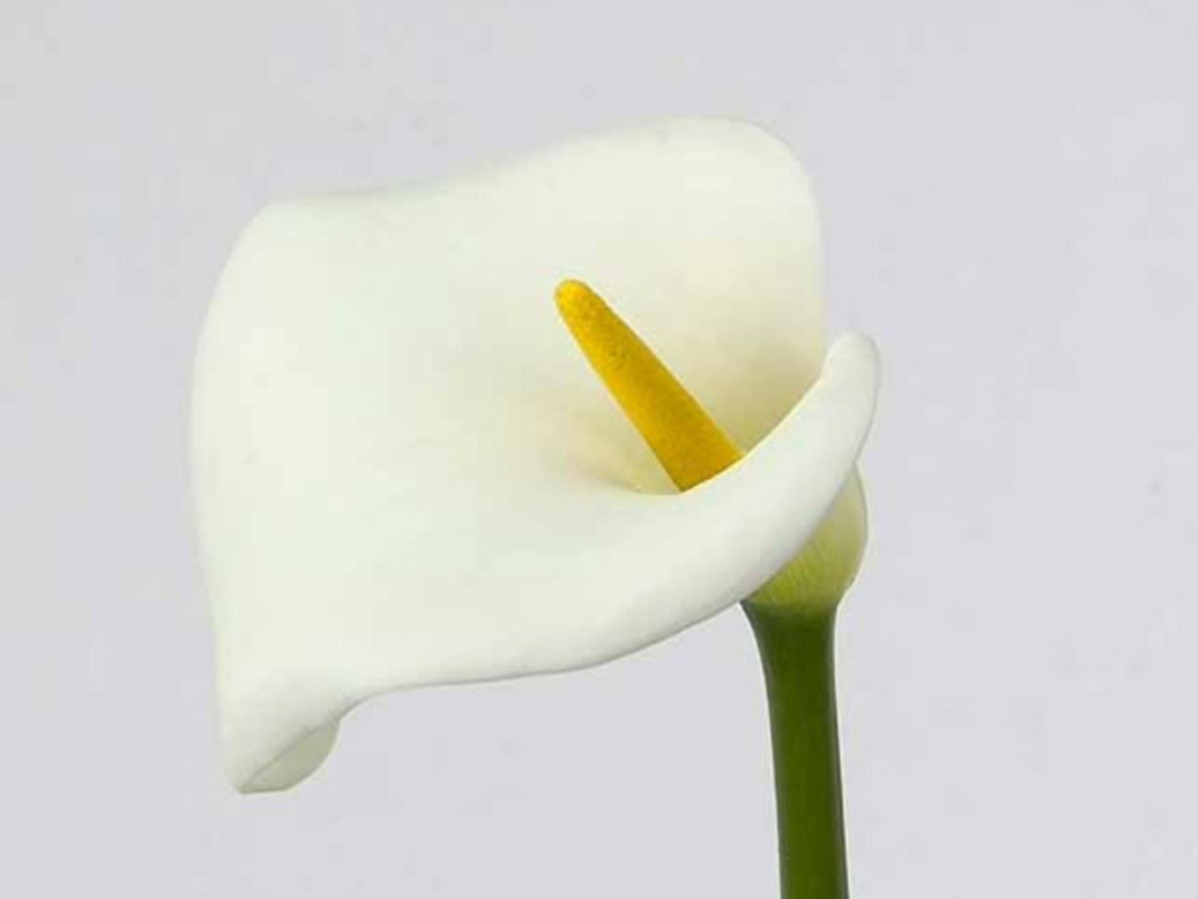 Calla Avalanche (5)