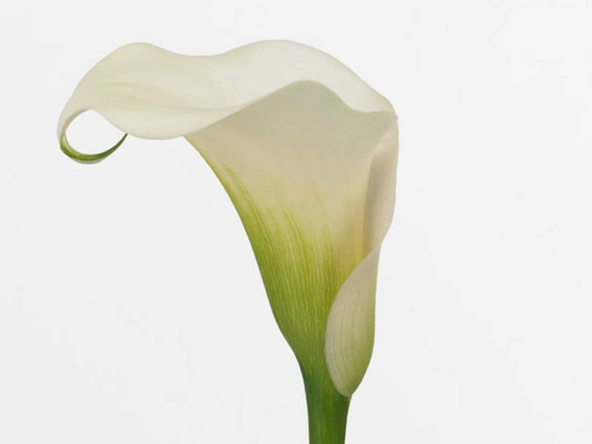 Calla Cpt.Ventura (Ivory)