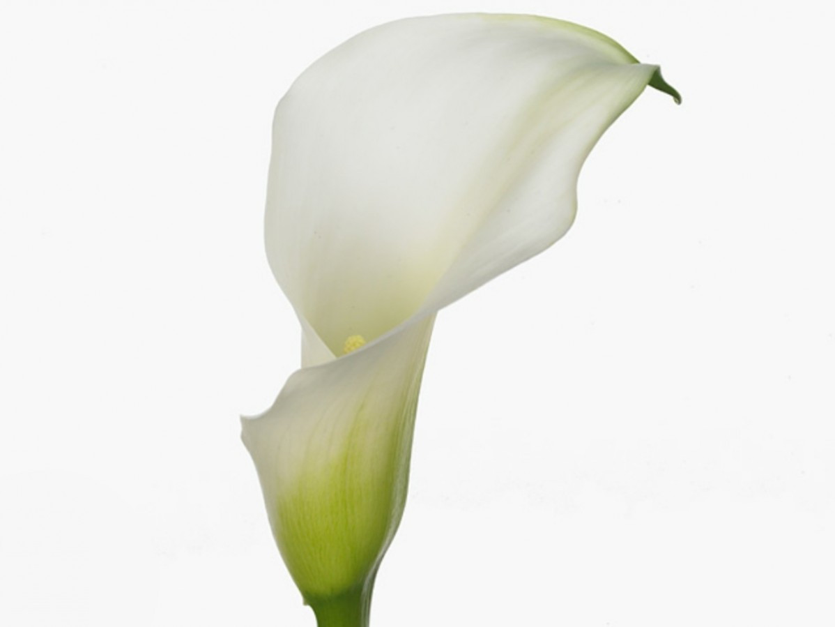 Calla Crys.Blush Excellent