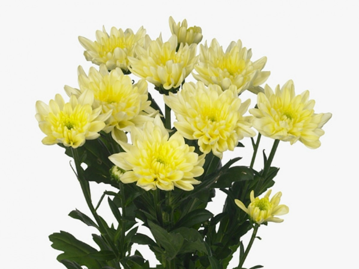 Chr t Baltica Cream