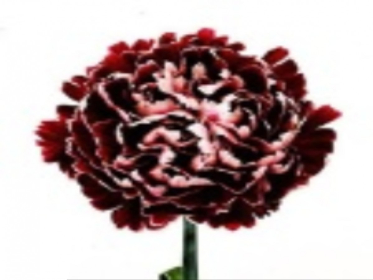 Di st Col Minerva Black