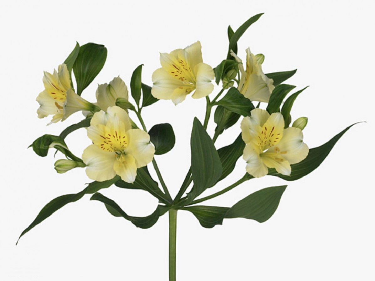 Alstroemeria .Cream