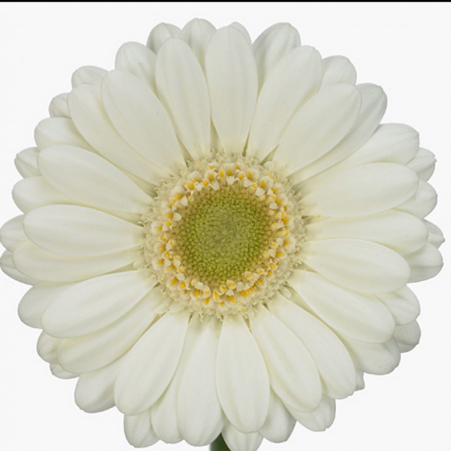 Ge mi Water .White (water)