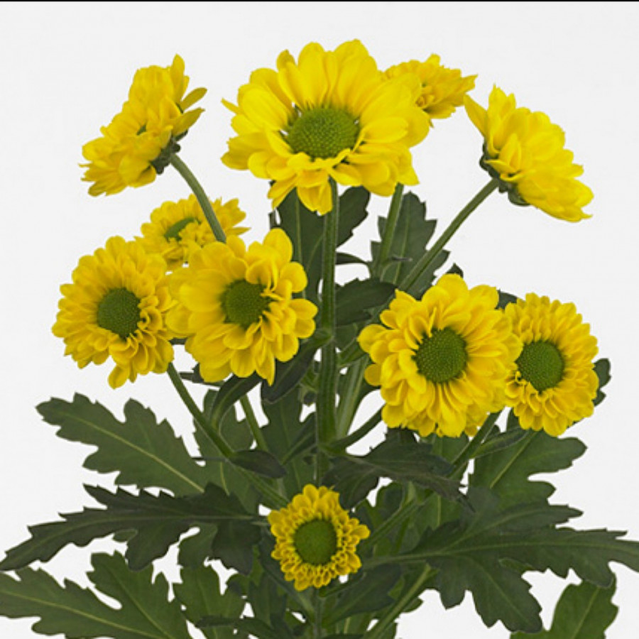 Chr s .Yellow