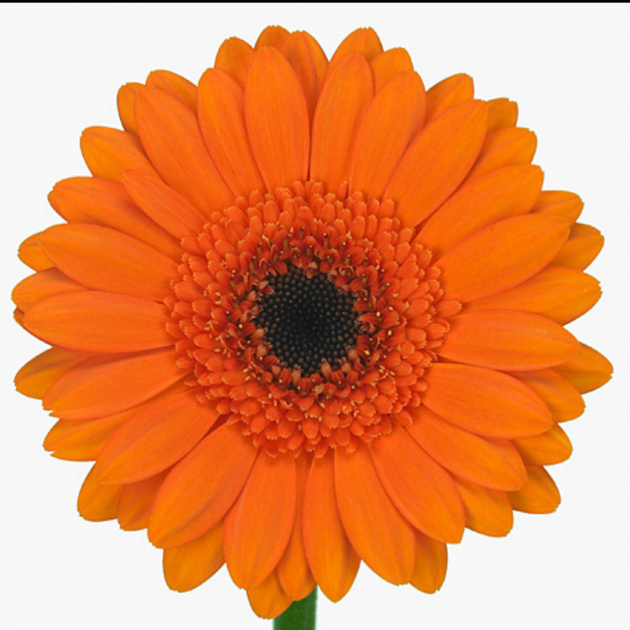 Ge mi Water .Orange+eye