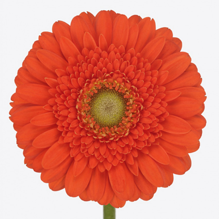 Ge mi Water .Orange-eye