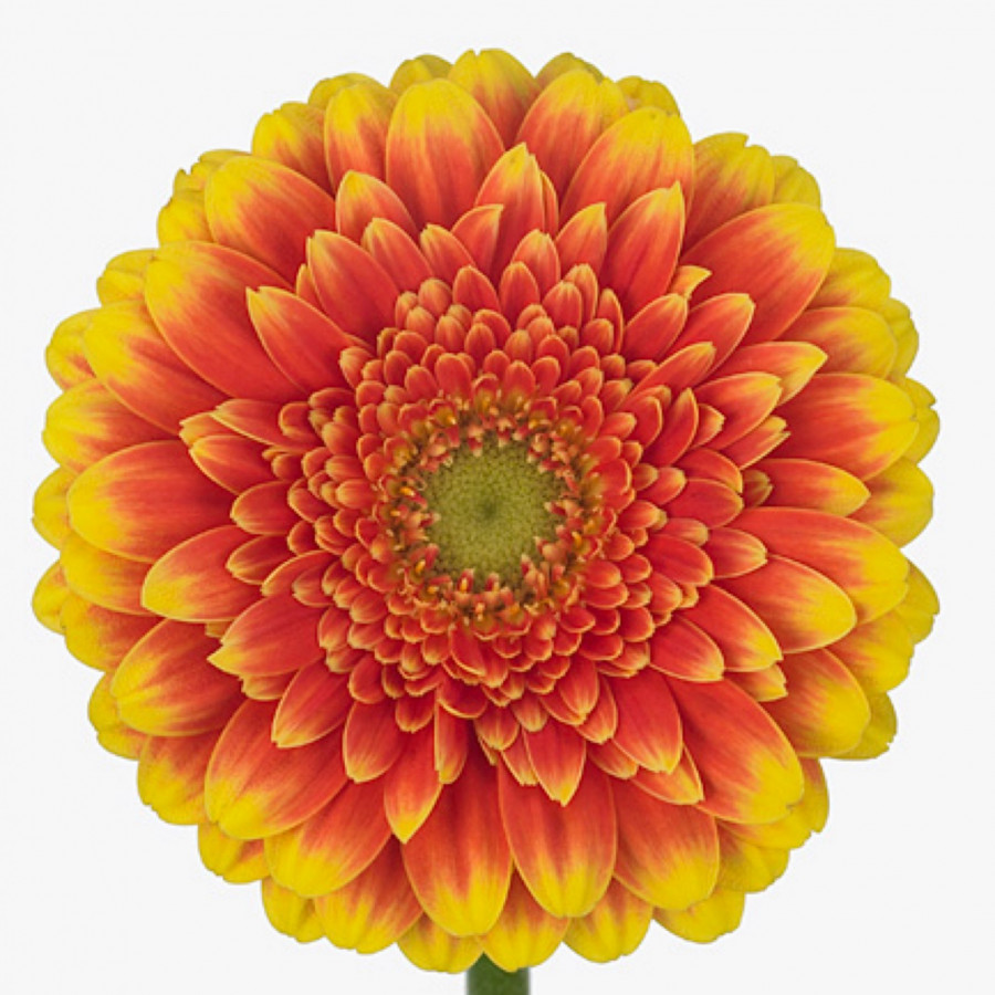 Ge mi Water .Orange/Yellow