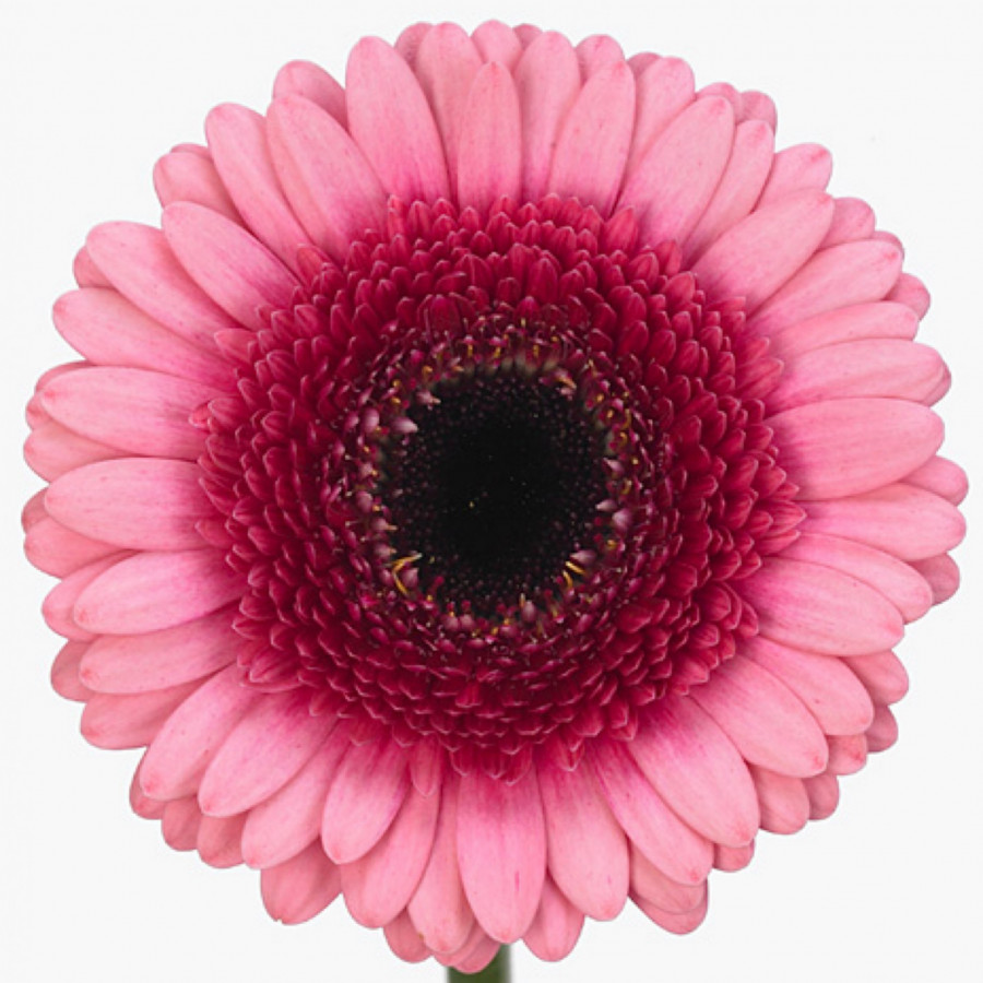 Ge mi Water .Purple/Pink (water)