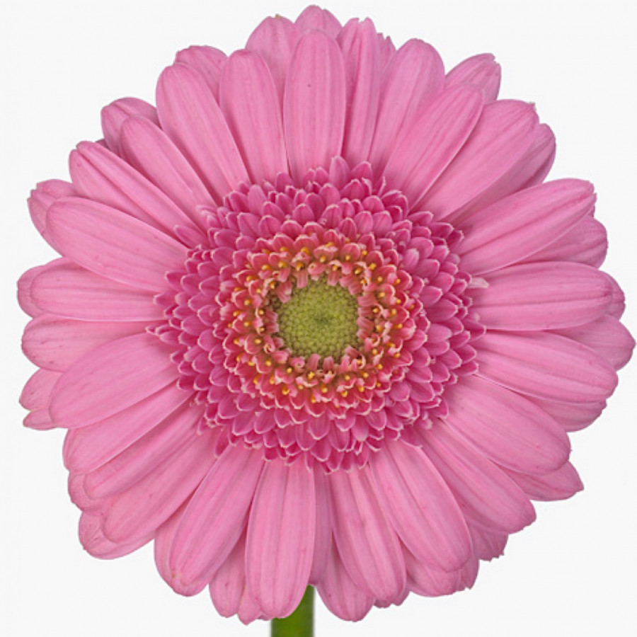 Ge mi Water .Pink-eye (water)