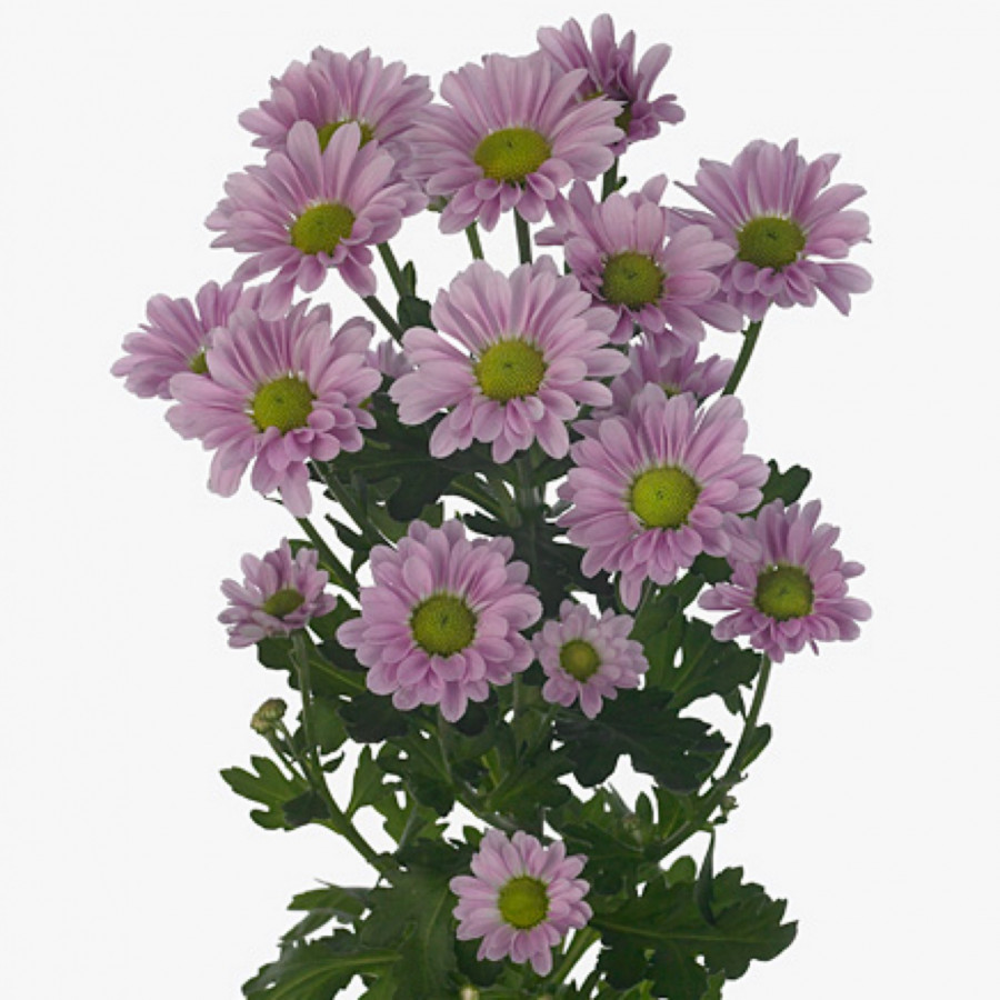 Chr s .Pink