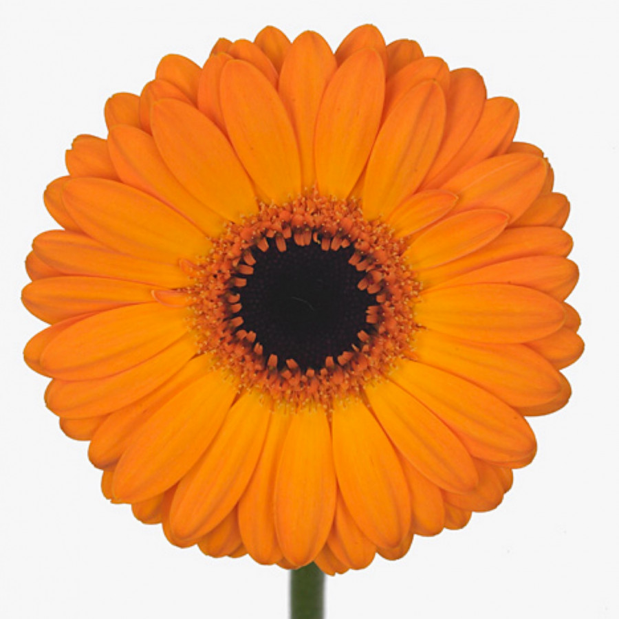 Ge mi Water .Orange Bright