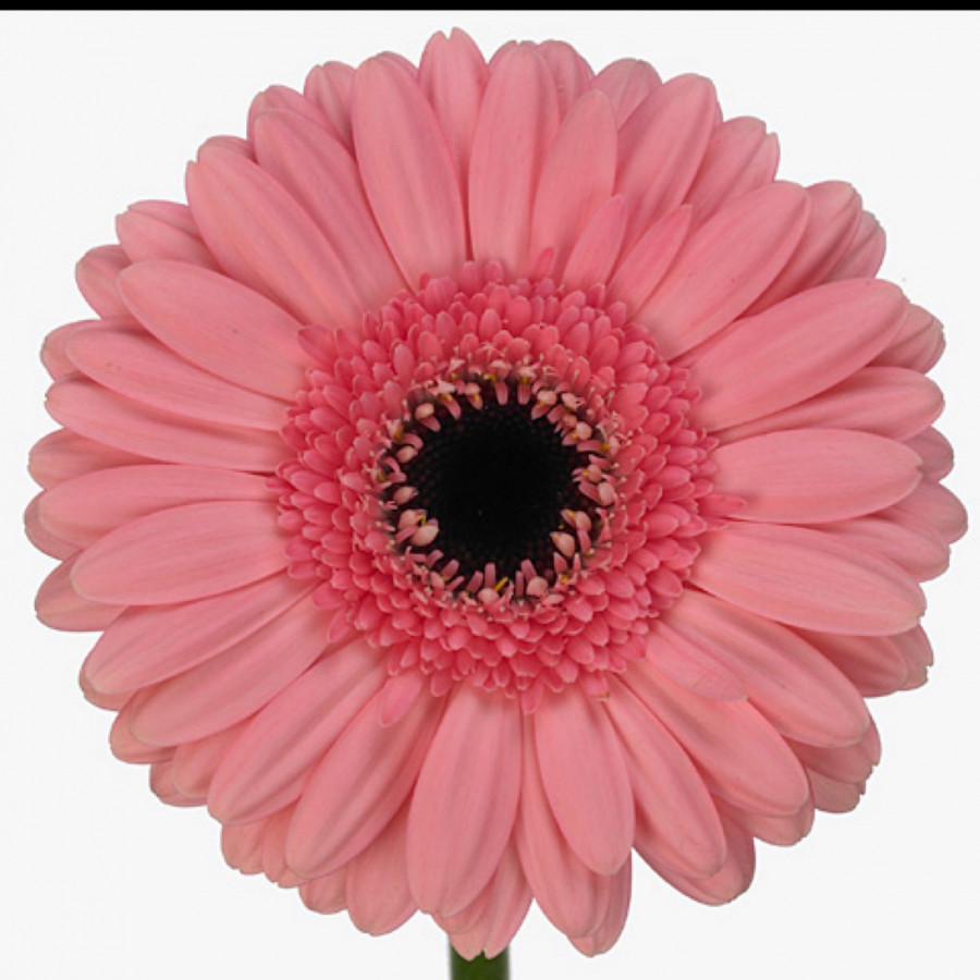 Ge mi Water .Pink+eye (water)