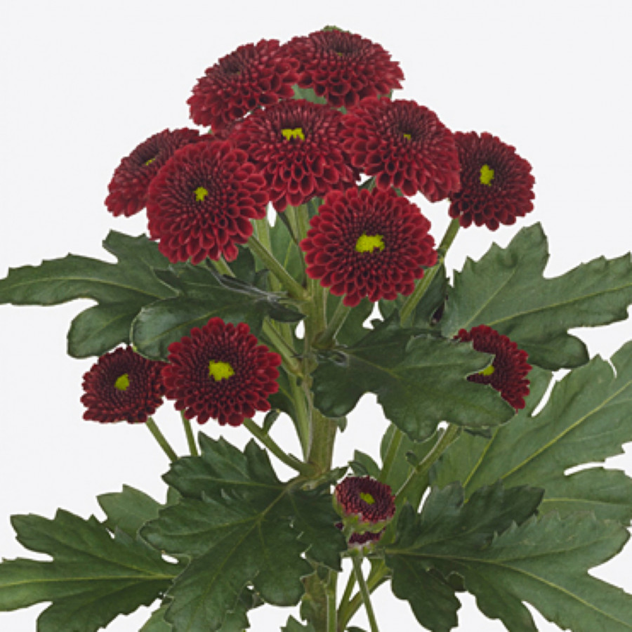 Chr s Purpetta Red
