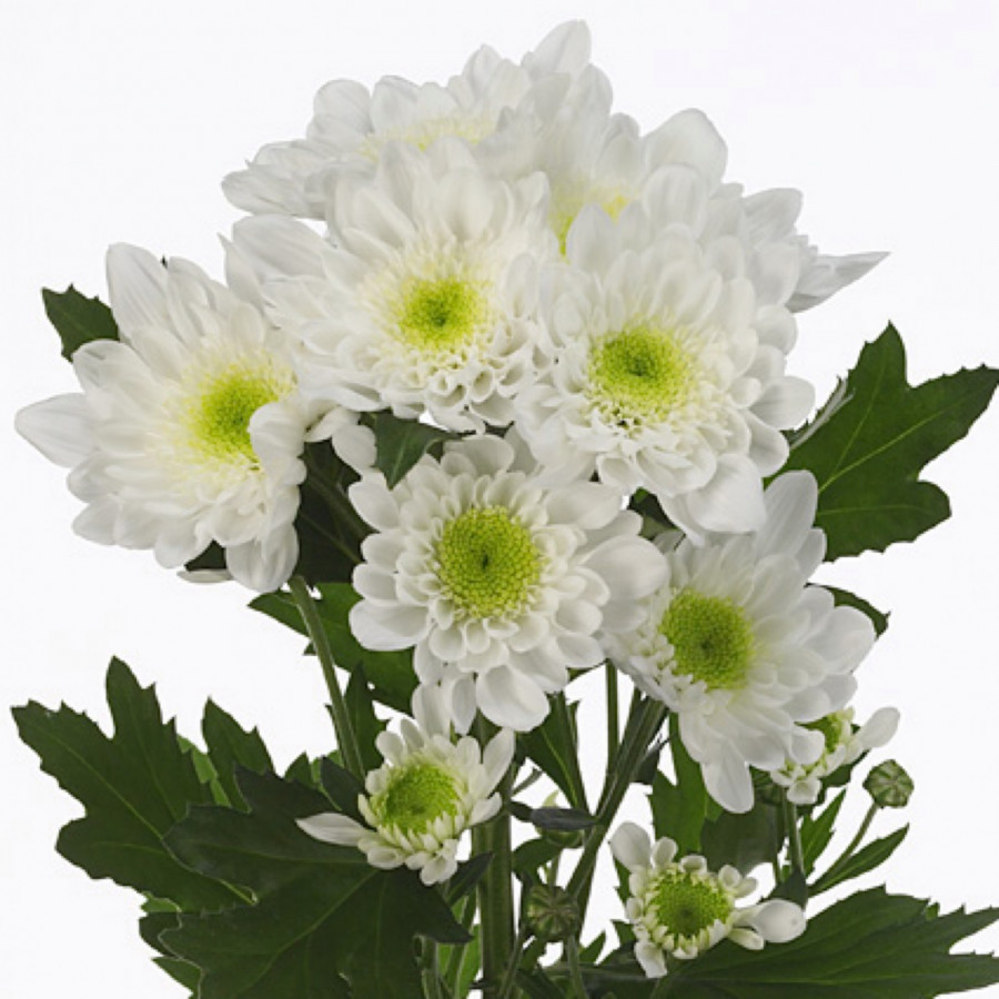Chr t Radost White