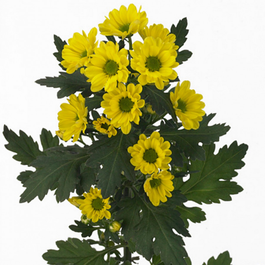 Chr s Rossi Sunny