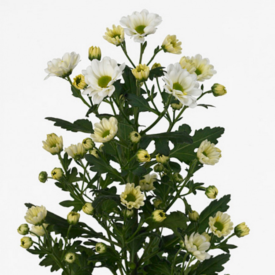 Chr s Rossi white