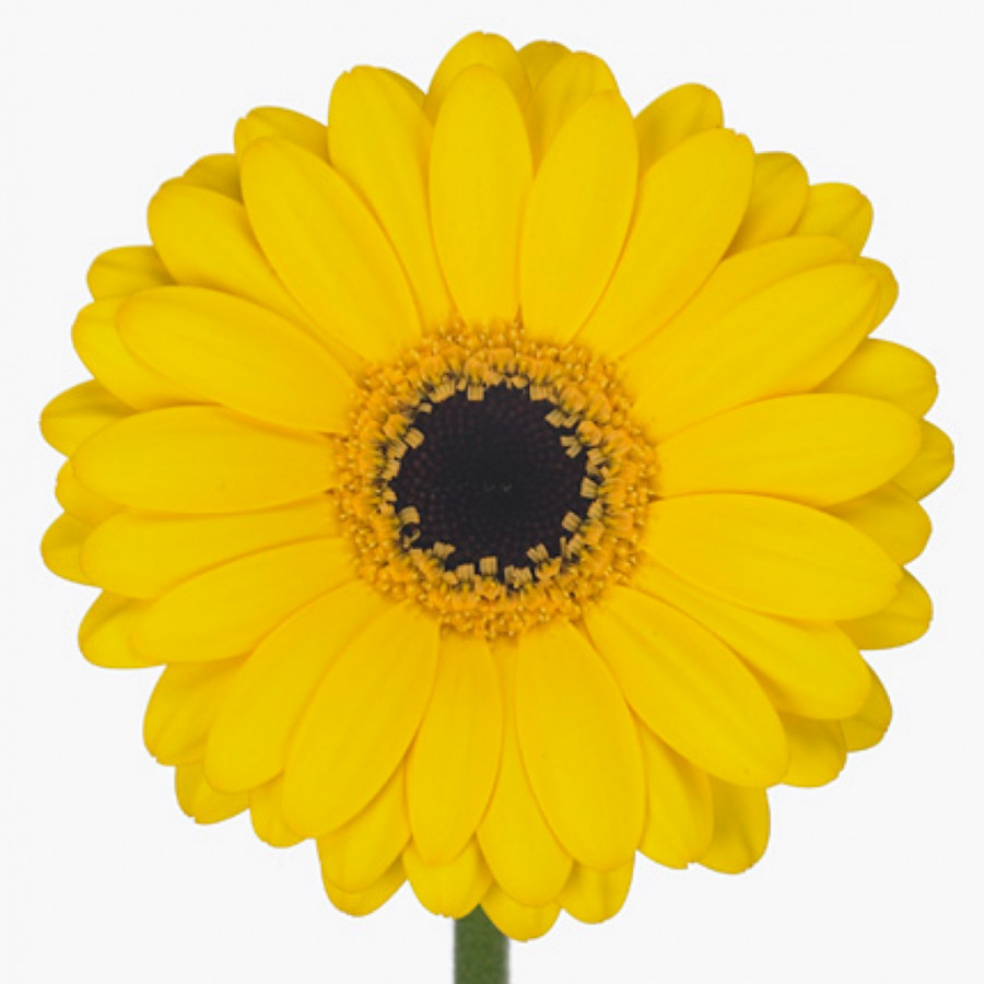 Ge mi Water .Yellow+eye