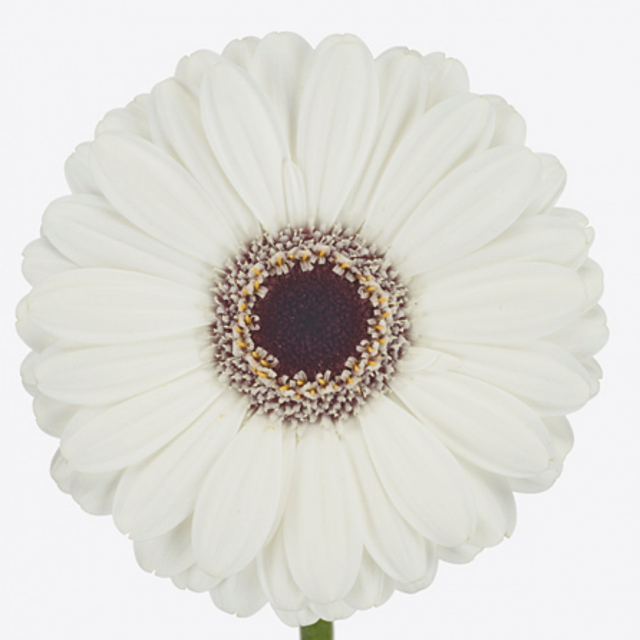 Ge mi Water .White+eye (water)