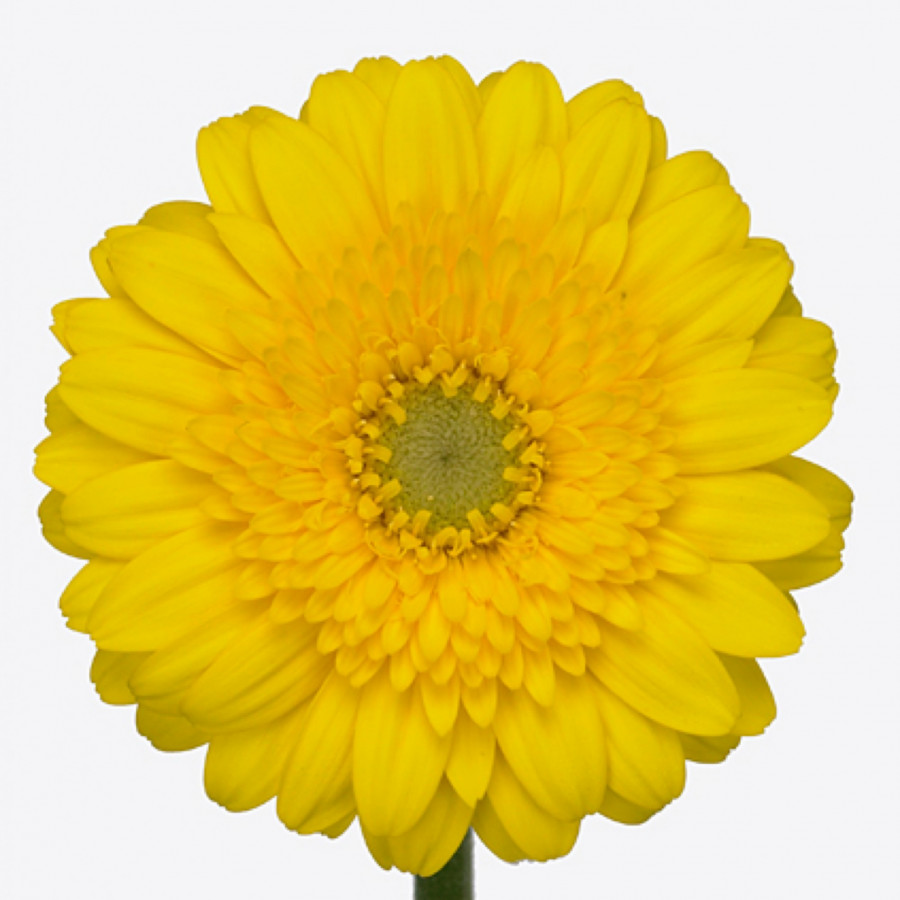 Ge mi Water .Yellow-eye (water)