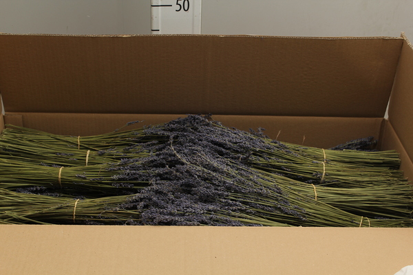 Lavendel Dry P.Bunch Ex 100 Gram