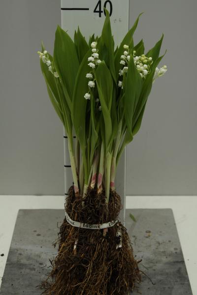 Lily of the valley