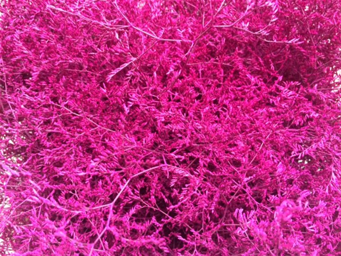 Lim. Paint Cerise