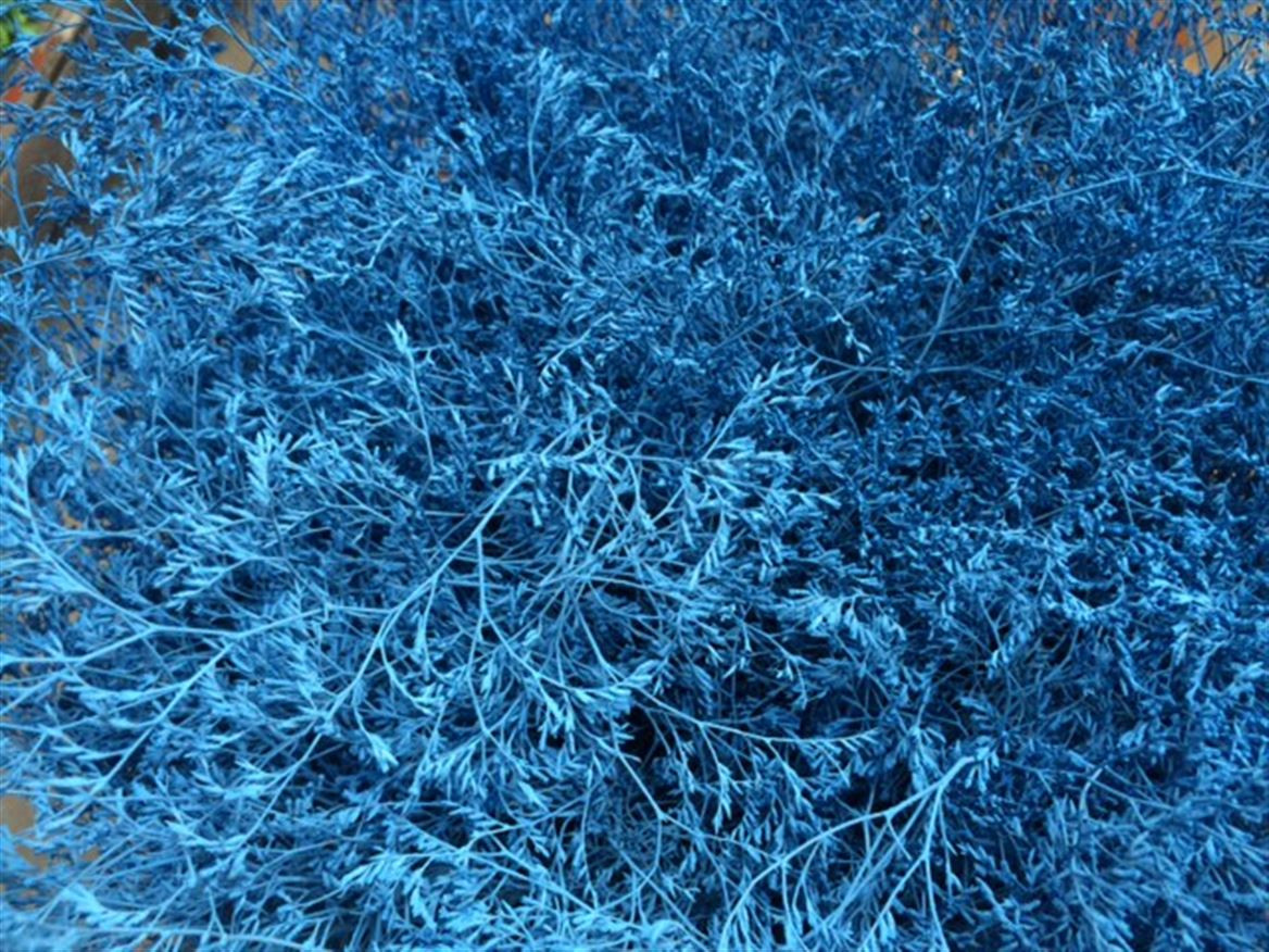Lim. Paint Blue