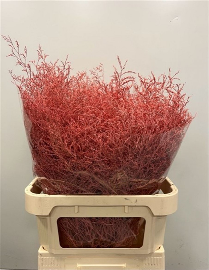 Lim. Paint Coral