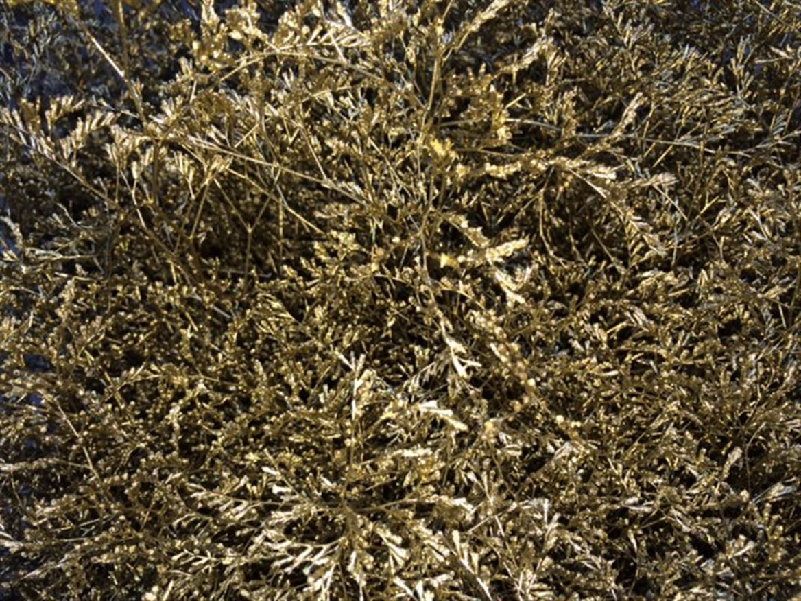 Lim. Paint Gold