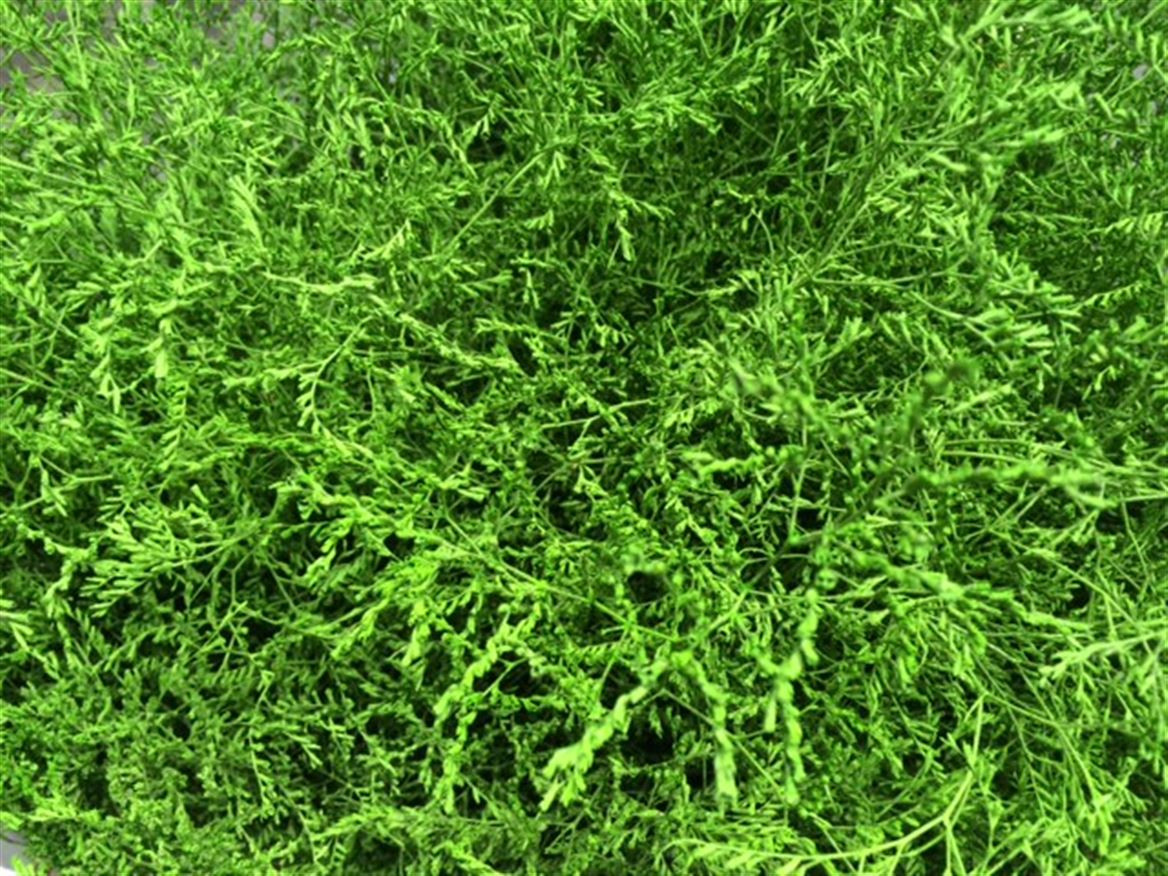 Lim. Paint Green