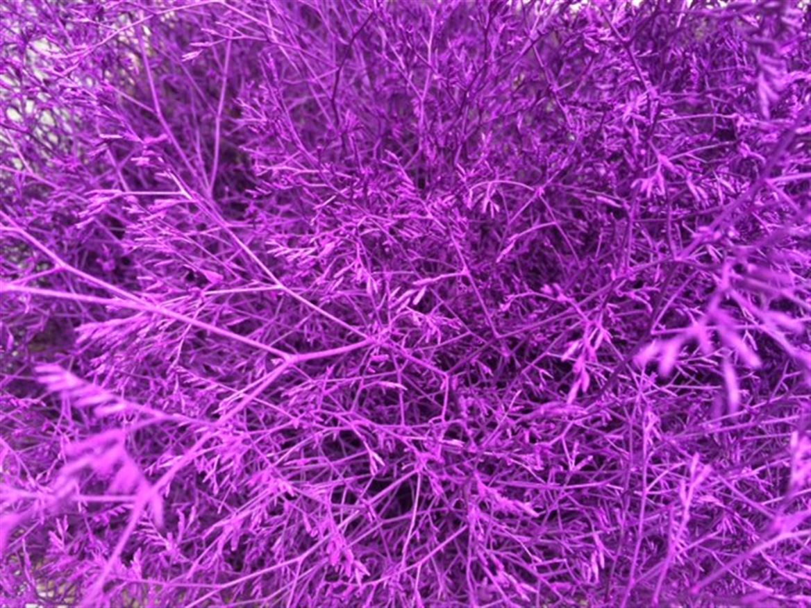 Lim. Paint L.Milka