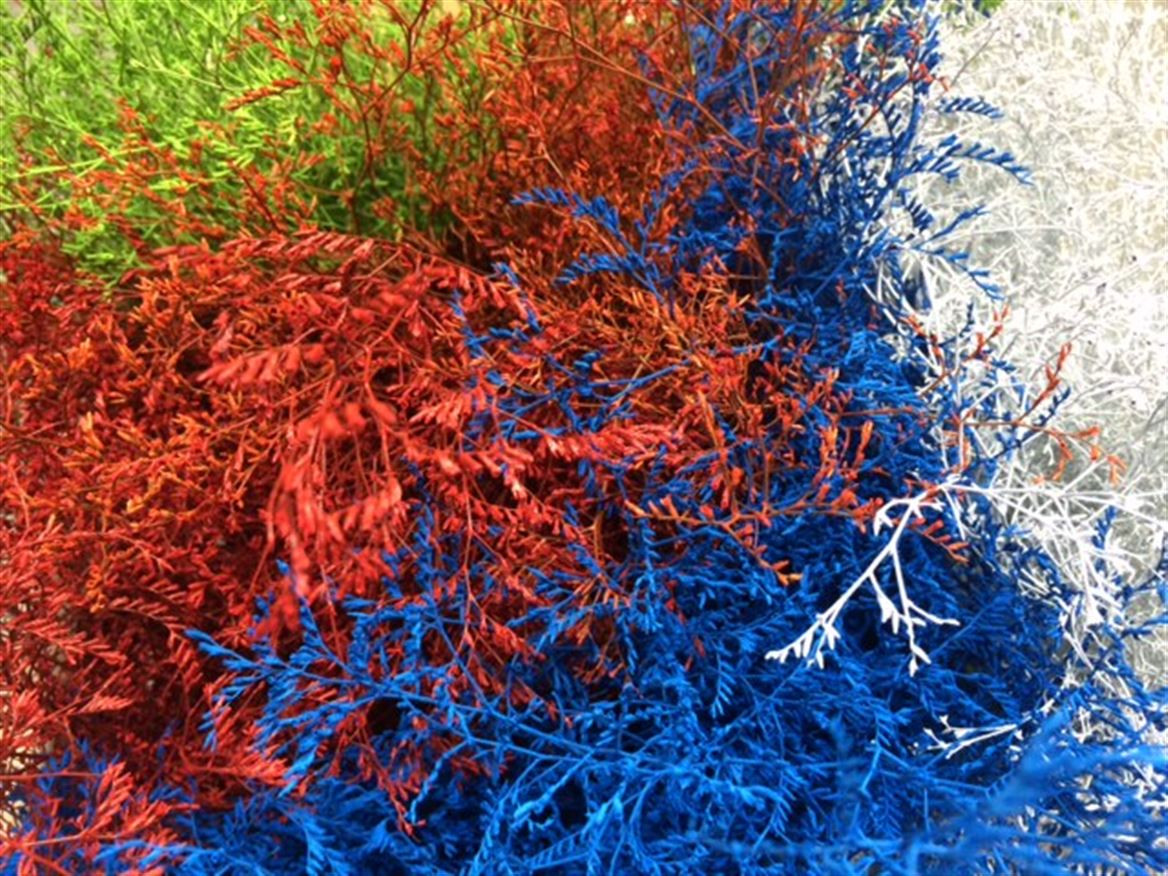 Lim. Paint Mix
