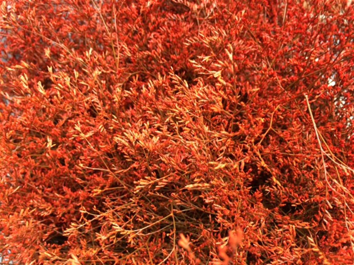 Lim. Paint Orange