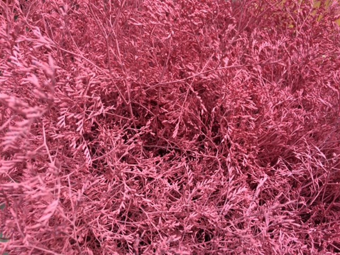 Lim. Paint Pink